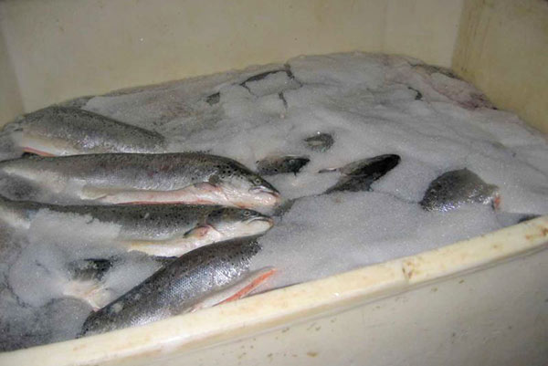 流態(tài)冰機應用